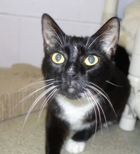 Mr. Peabody, 31251898, is a 3-year-old, black male cat who is available for adoption at Flagler Humane Society. Courtesy photo
