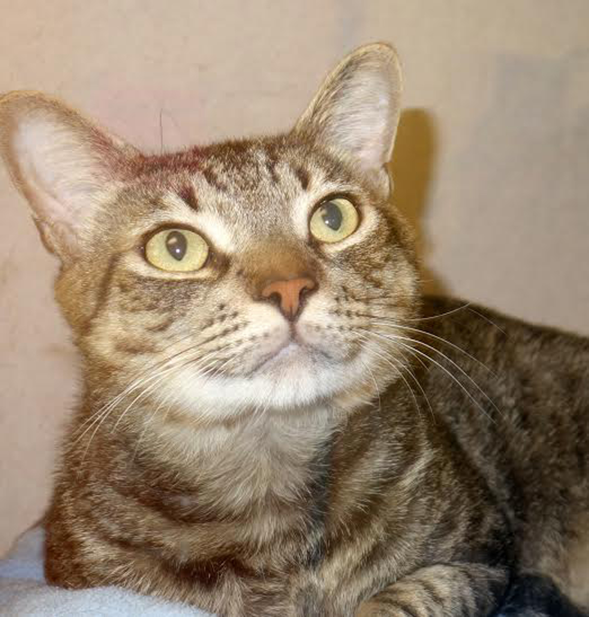 Creepers, 30915560, is a 2-year-old, male domestic, short hair cat. He is avaialable at Flagler Humane Society. Courtesy Photo