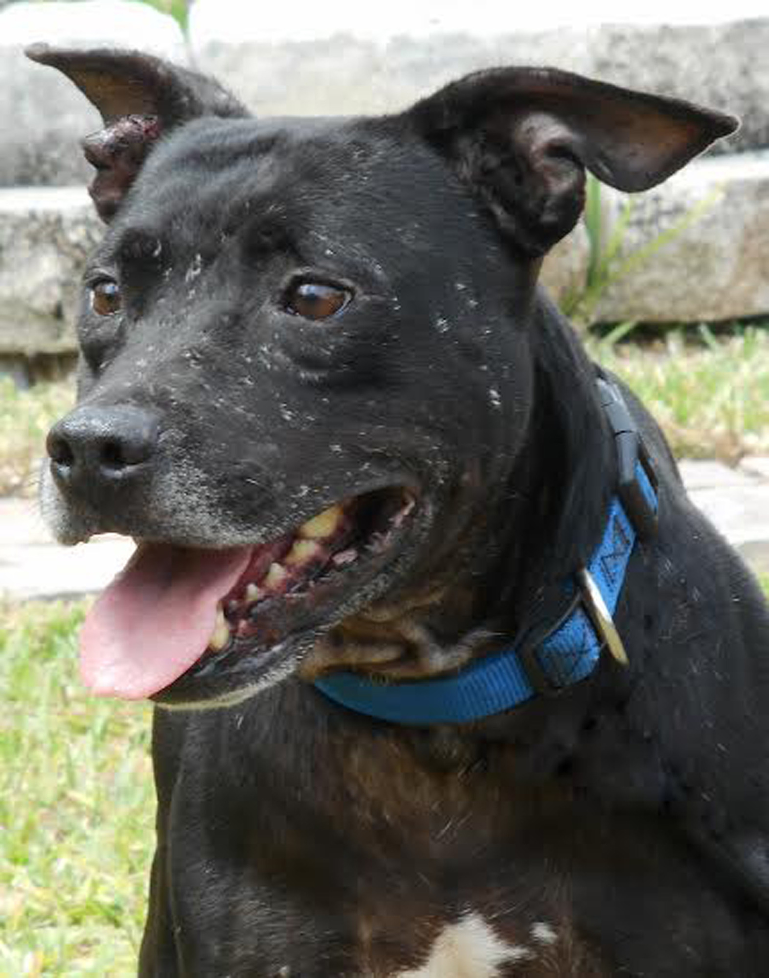 Paccino, 315200566, is a 6-year-old, male terrier mix. He is avaialable at Flagler Humane Society. Courtesy Photo