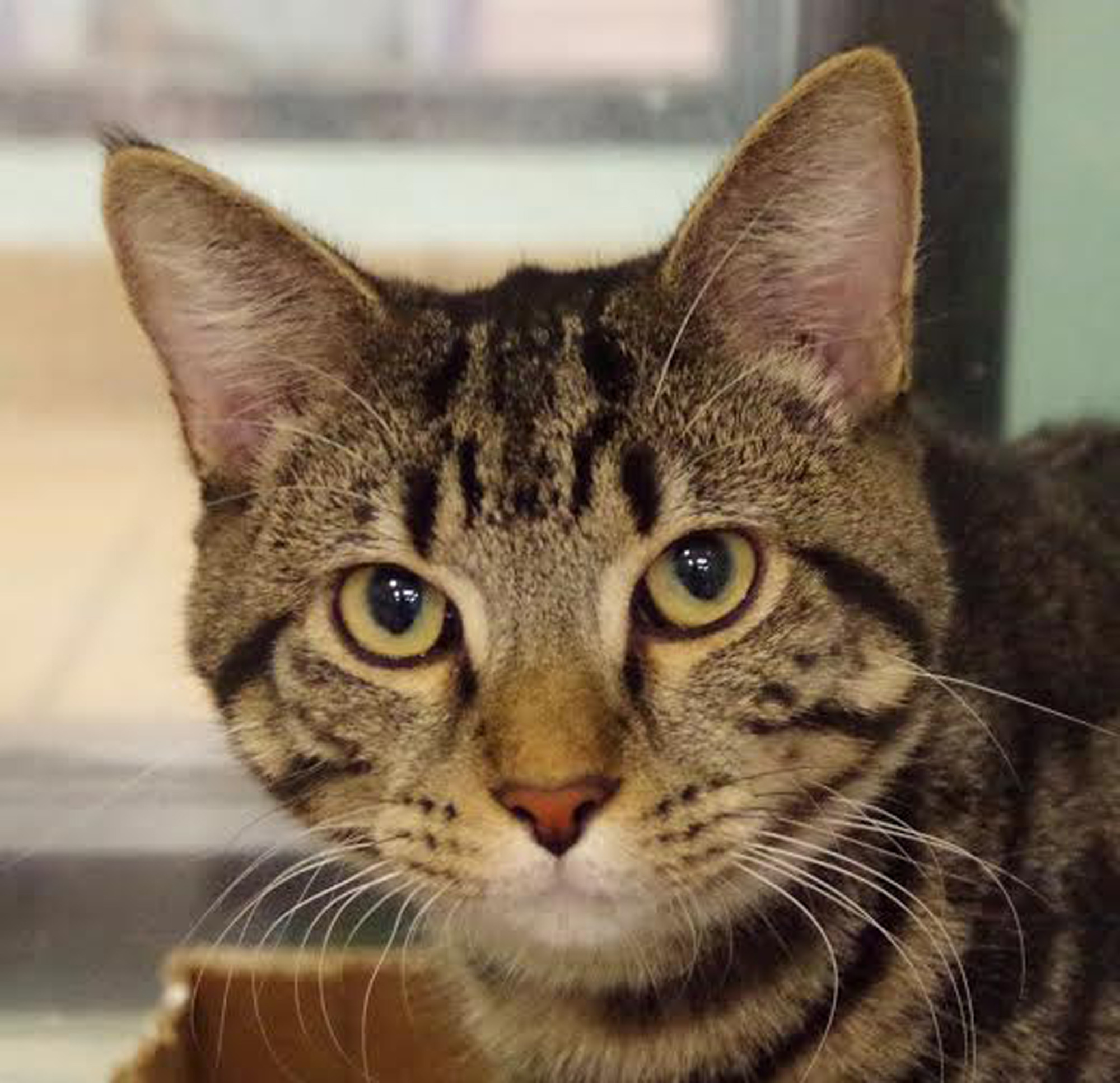 Jax,31585247, is a 2-year-old, male tiger cat. He is available at Halifax Humane Society. Courtesy photo