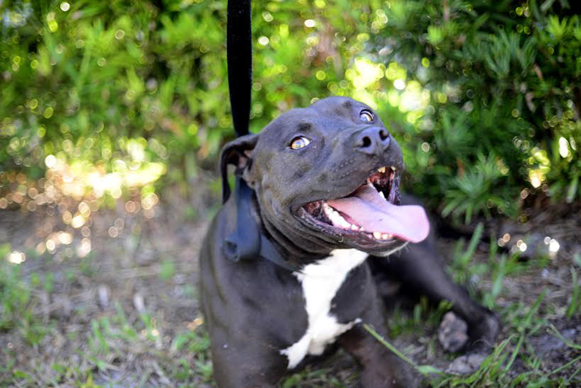 Casey, is a 4-year-old, male terrier, available at Halifax Humane Society. Courtesy photo