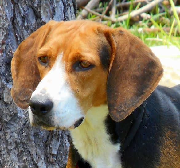 Belle, A30931096, is a 6-year-old, female beagle mix, available at Flagler Humane Society. Courtesy photo