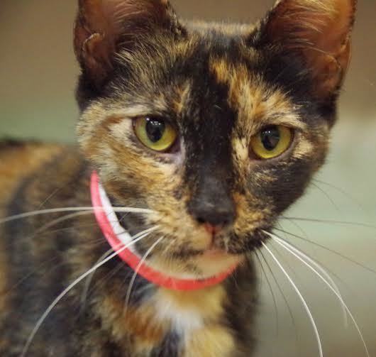 Bella is a 2-year-old, female cat, available at Halifax Humane Society. Courtesy photo