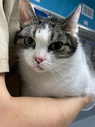 Minky came to the Halifax Humane Society in February as an owner surrender. Courtesy photo