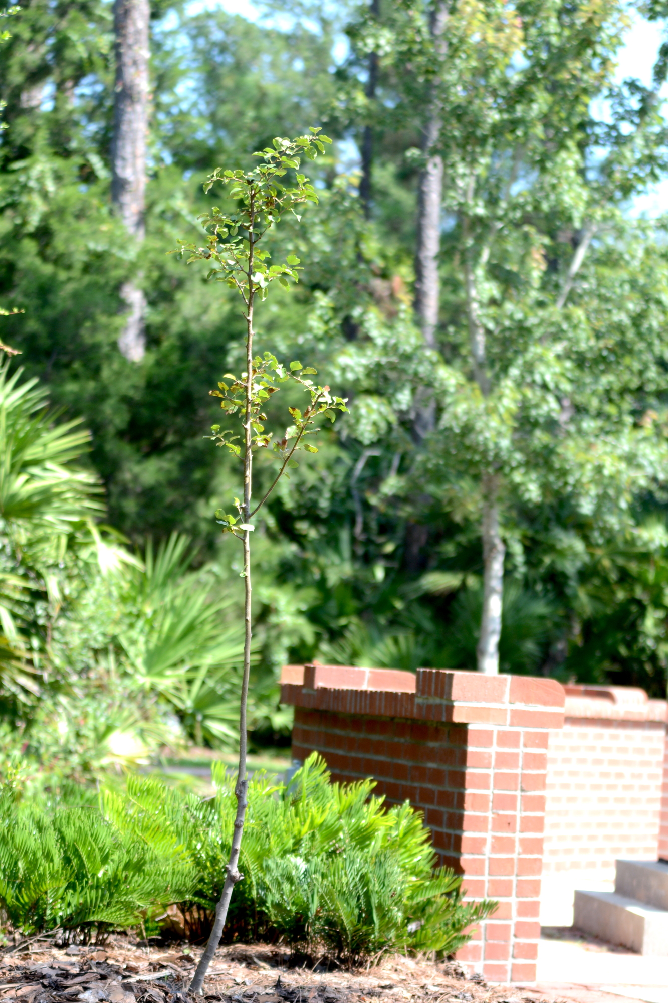 The seedling has been planted just outside the park's courtyard across from the September 11 Memorial. By Brent Woronoff