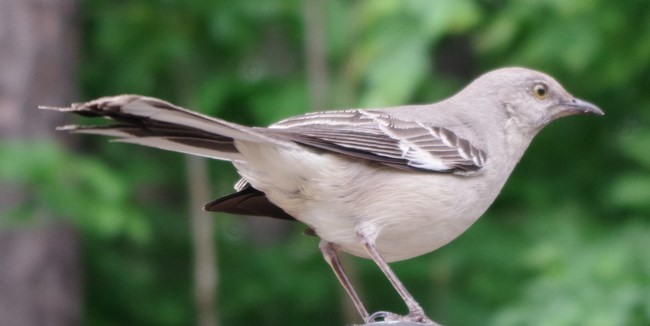 The mockingbird. Public domain image, National Park Service