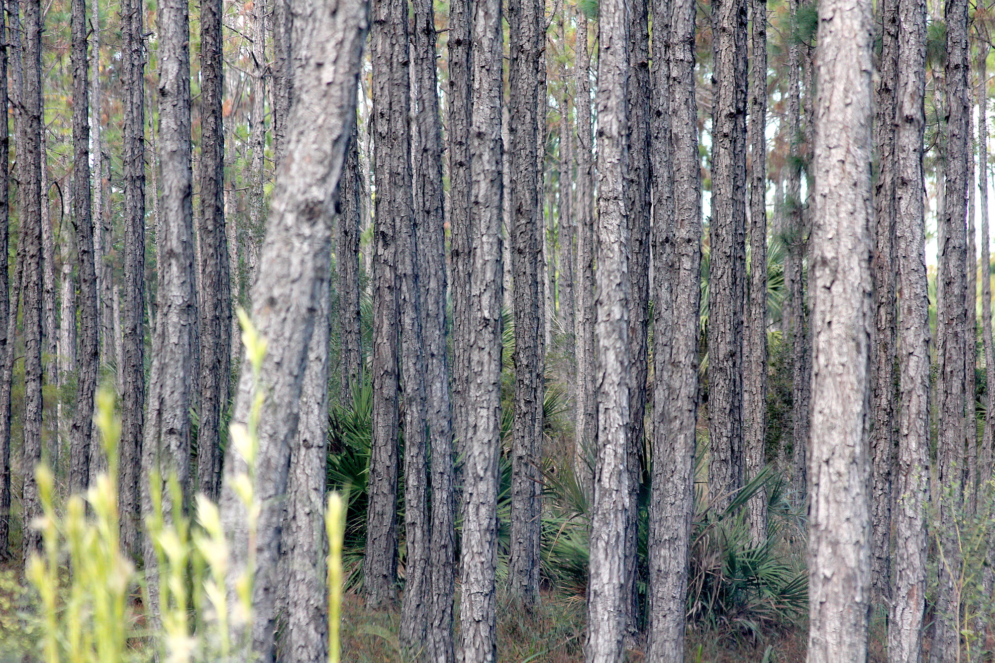 The pine trees that are found all around Palm Coast were planted to be harvested, Scott Sowers said. 