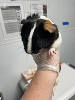 Pepper is a guinea pig available for adoption. Courtesy photo