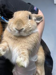 Humphrey is an American rabbit in search of a home. Courtesy photo