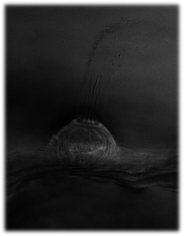 Image of the side of a lateral line neuromast. Image by Elias Lunsford.
