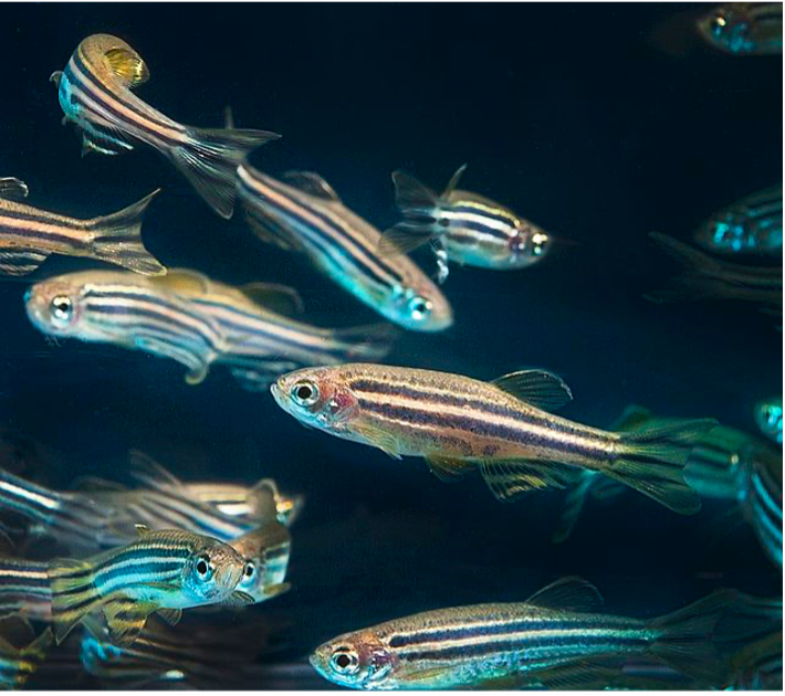 Zebrafish, a common laboratory animal studied by scientists to learn about physiology and neurobiology. Lunsford uses this animal to understand how the lateral line helps it sense changes in water flow. Image from Wikimedia Commons.