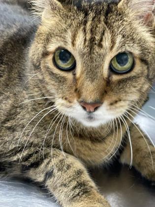 Aladdin is an older cat, looking for a home. Courtesy photo
