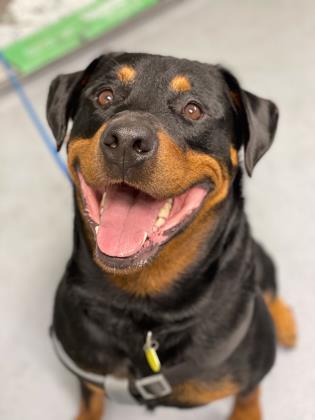 Meet Roman, a Rottweiler searching for his forever home. Courtesy photo