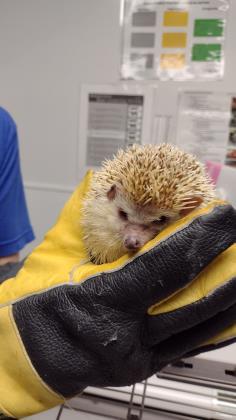 Ever wanted a hedgehog for a pet? Meet Stewart. Courtesy photo