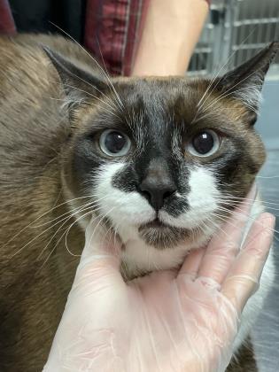Meet Baby, a Snowshoe mix looking for her forever family. Courtesy photo