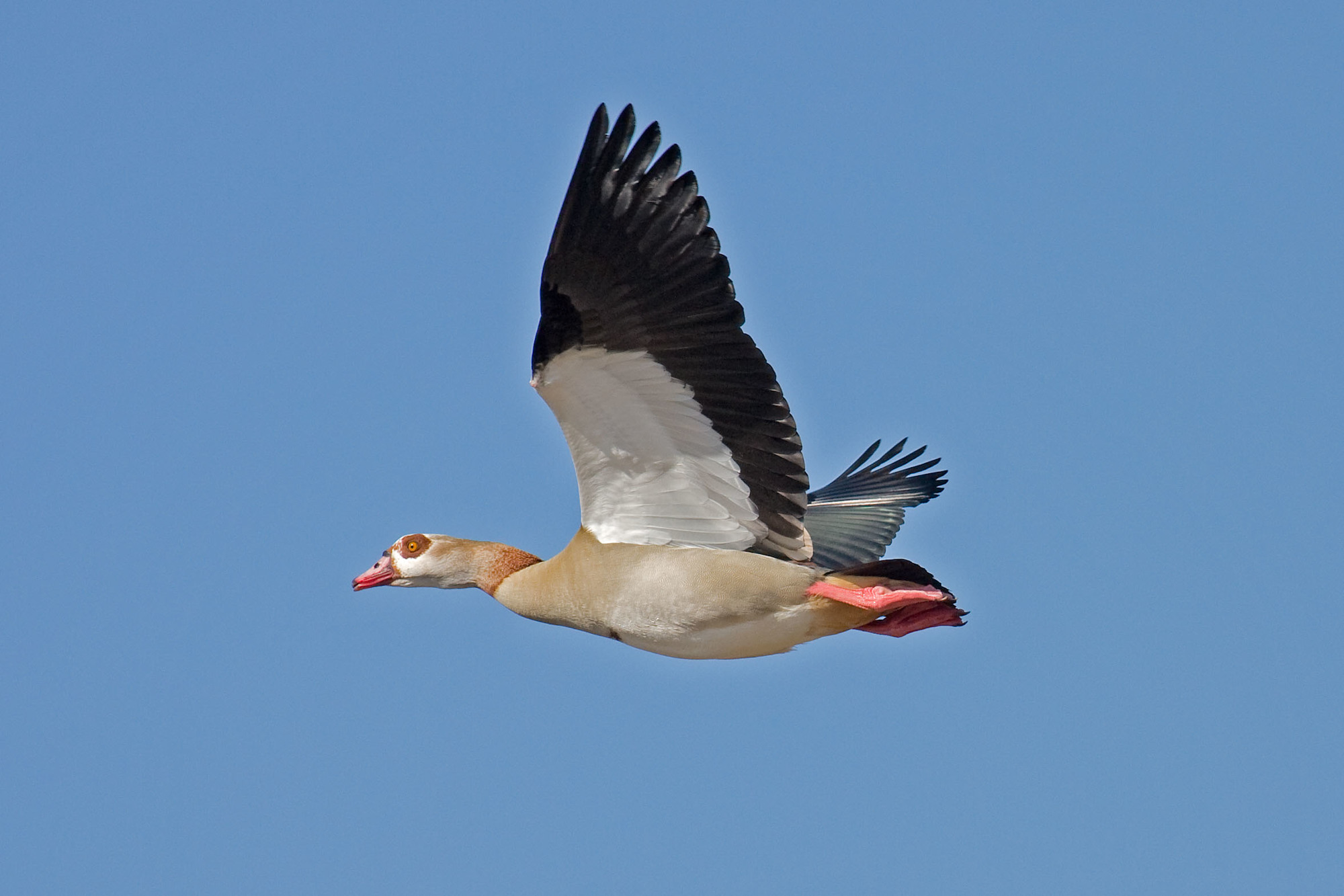 Not actually a goose, but a relative of the shelducks, the Egyptian goose is considered a pest in its native and adopted ranges. Photo courtesy of Wikimedia Commons