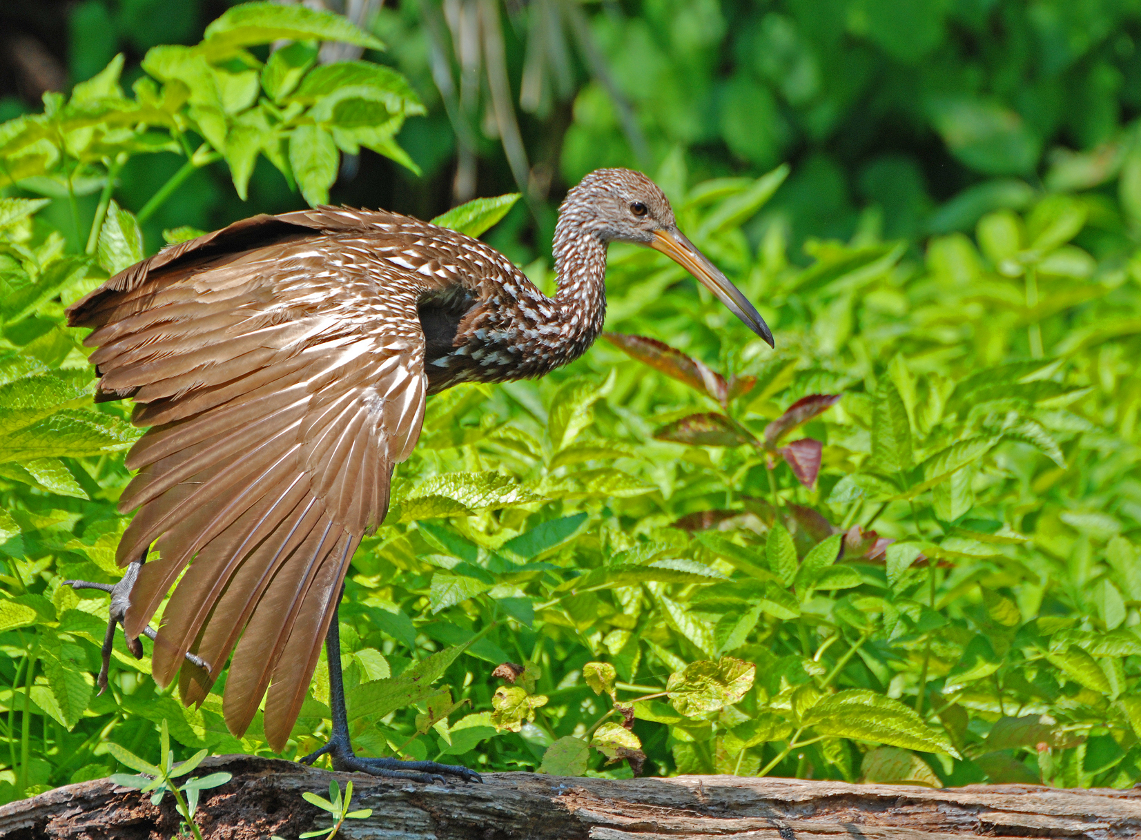 Limpkins only found in Florida in the U.S. Photo courtesy of Wikimedia Commons