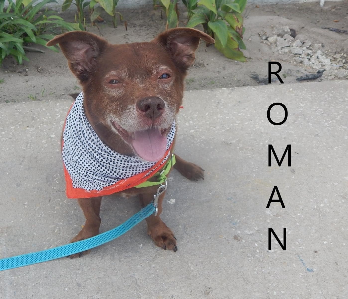 Could Roman be the perfect addition to your family? Courtesy photo