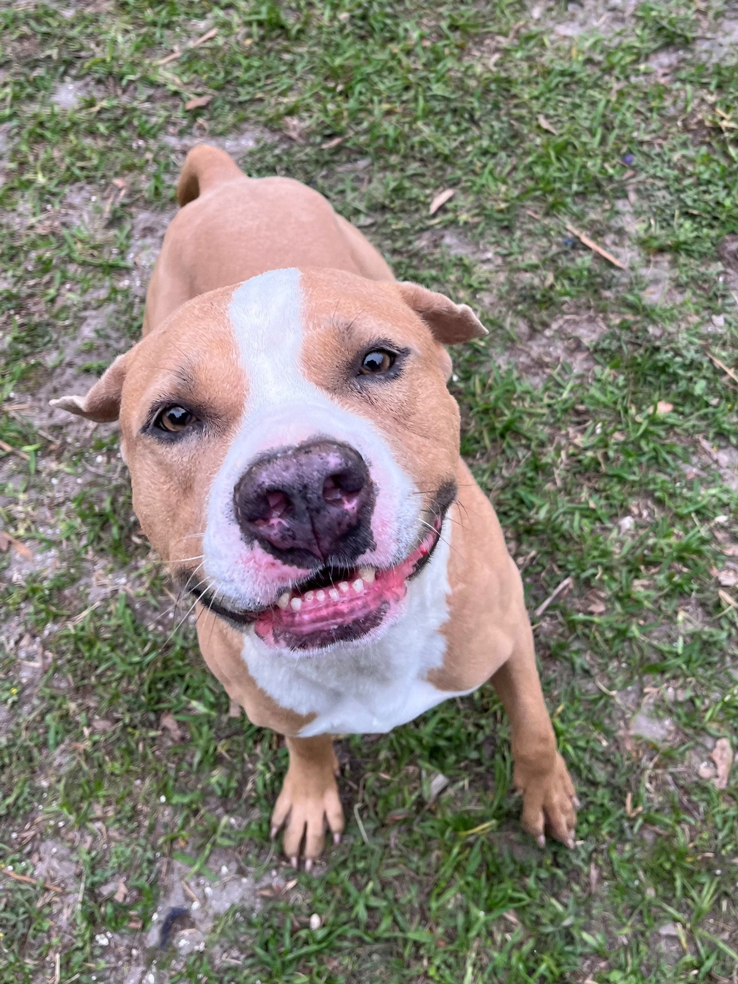 Look at that smile! Roscoe is eagerly awaiting his forever family. Courtesy photo