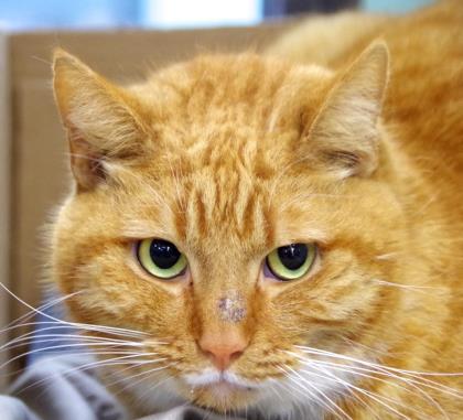 Trevor is a senior cat searching for a home. Courtesy photo
