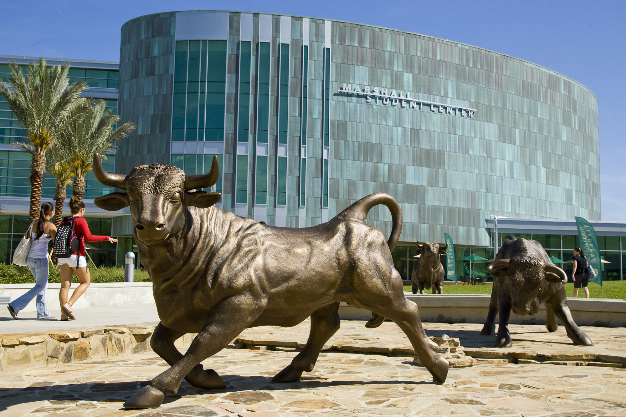The USF rebrand will not include a change to the university's iconic bull mascot. Courtesy photo. 