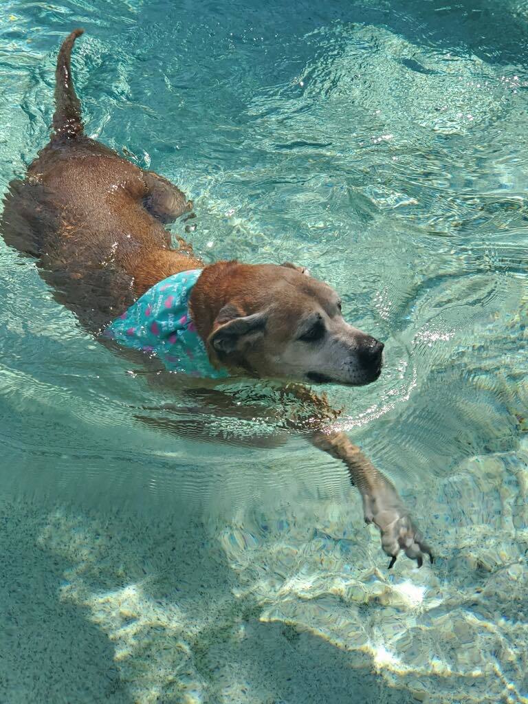 Tanks is an active senior pup who loves to swim. Courtesy photo