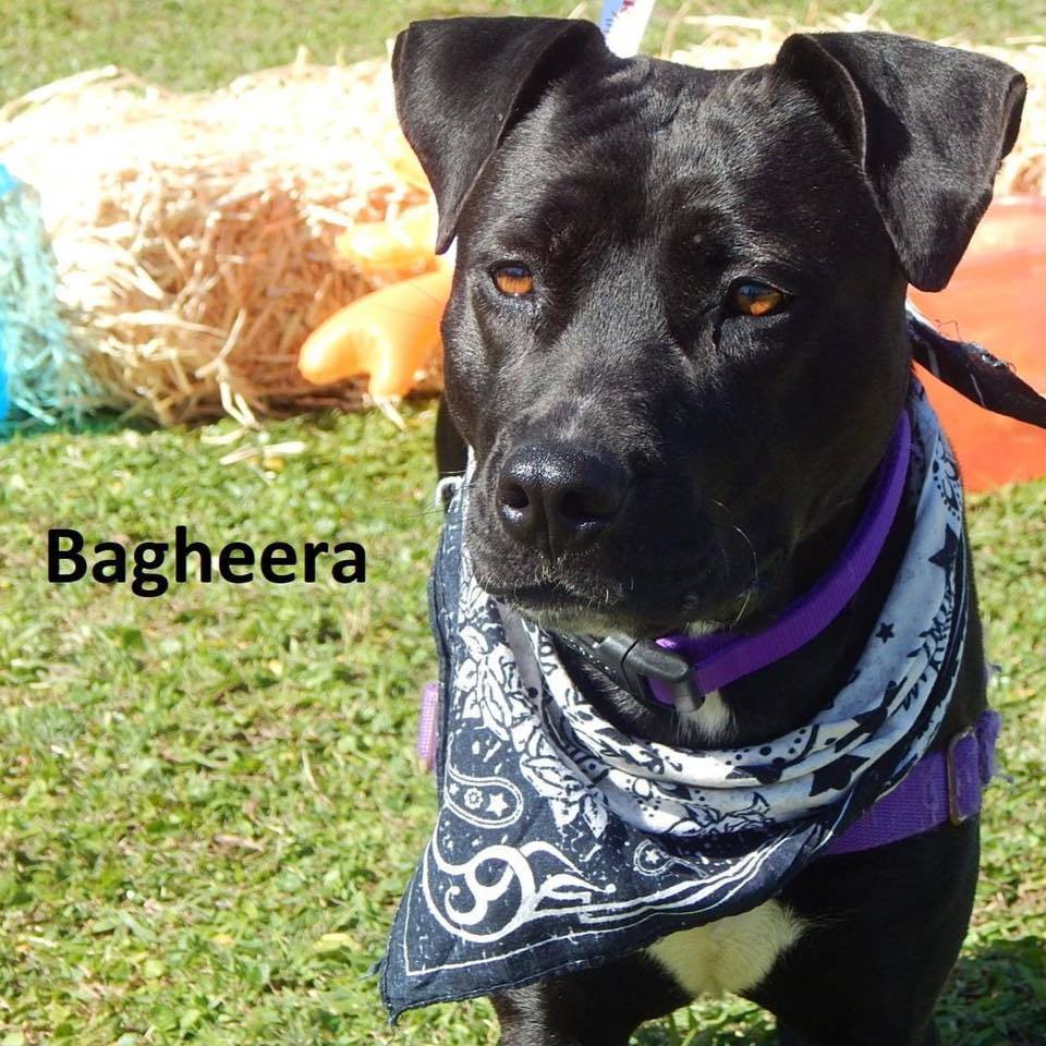 Bagheera is in search of a patient owner to trust. Courtesy photo