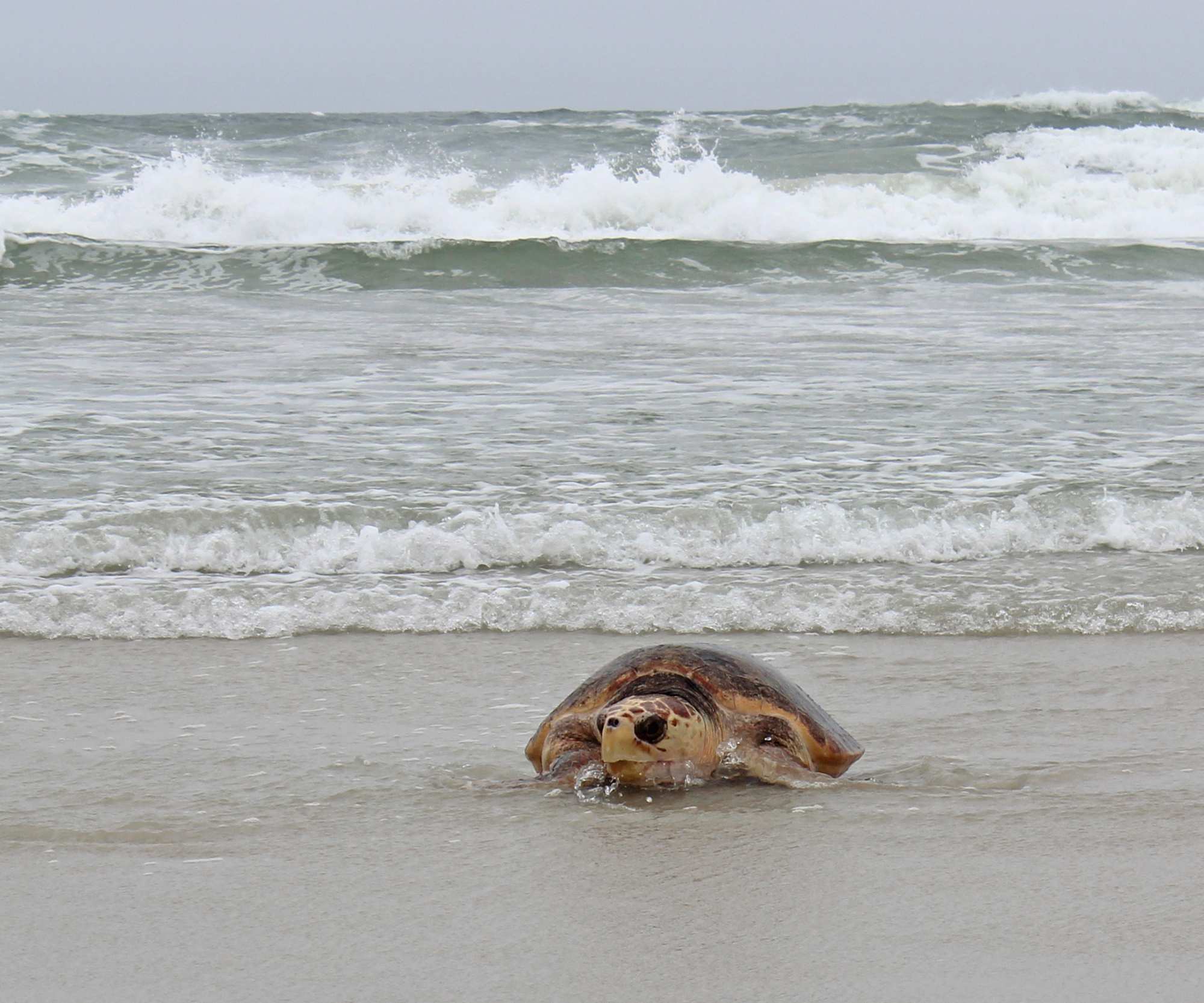 A loggerhead emerges from surf.  Photo by Pat Kuehn