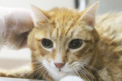 Patrick is a senior cat looking for a home. Courtesy photo