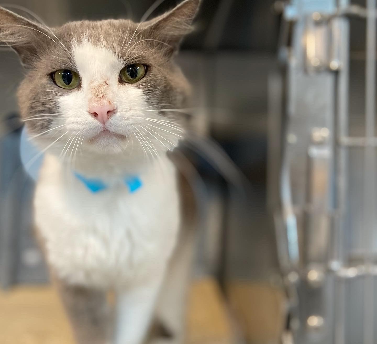 Shoopi-Doop came to the Halifax Humane Society after he was found as a stray. Courtesy photo