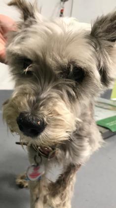 Heidi is a miniature Schnauzer looking for a family. Courtesy photo