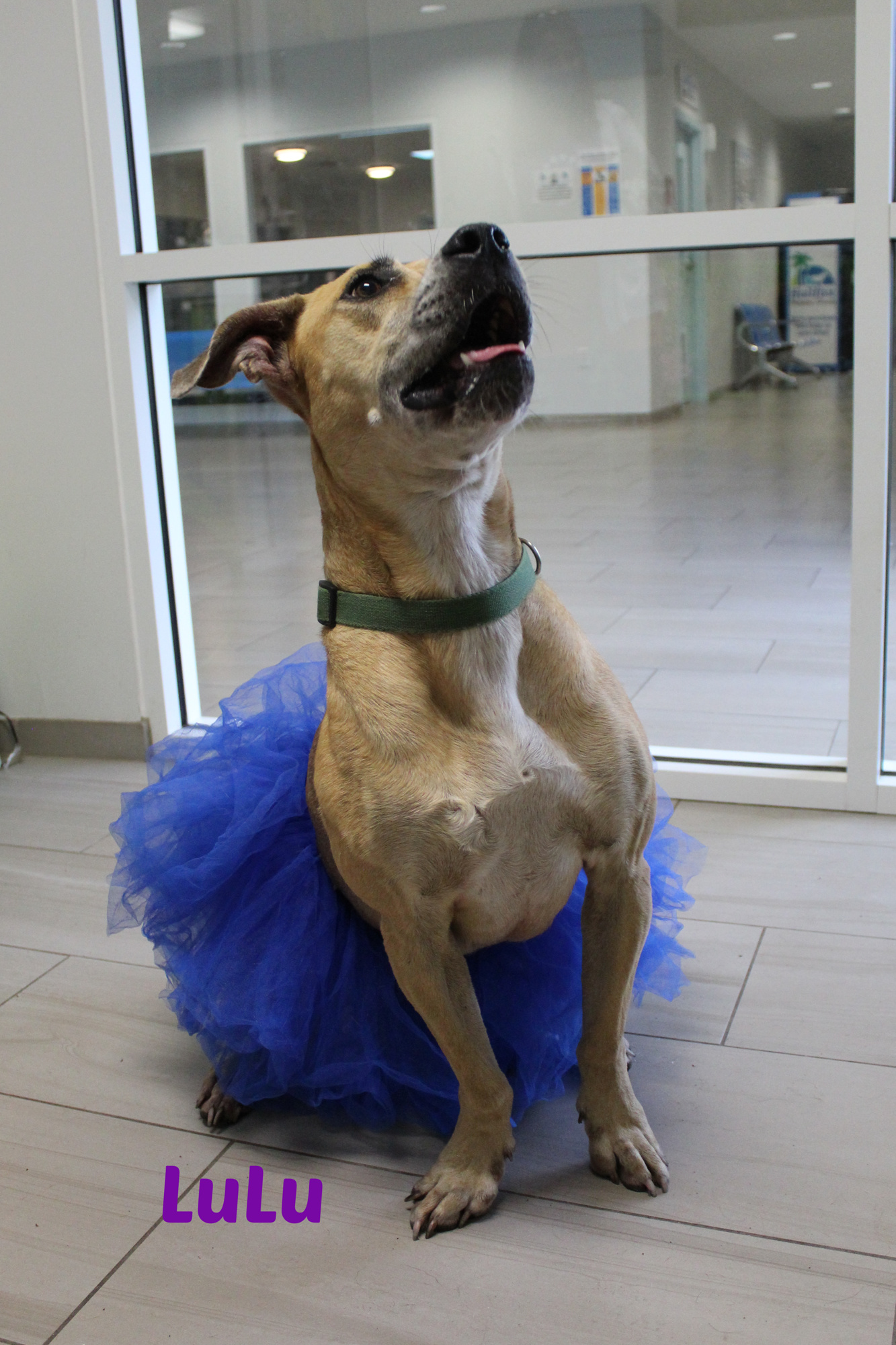 LuLu is ready to have a ball in a new forever home. Courtesy photo
