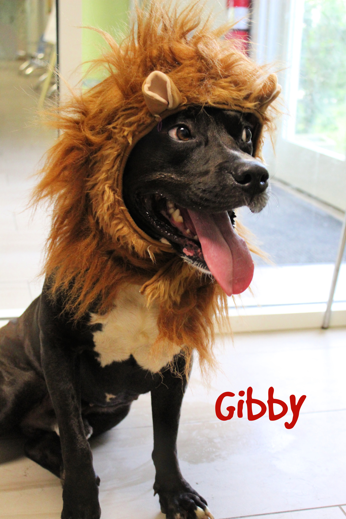 Gibby is still available for adoption at the Halifax Humane Society. Courtesy photo