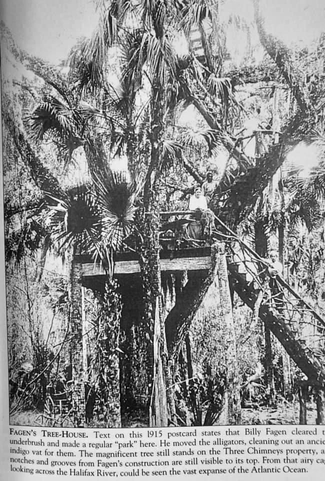 A photo of a 1915 postcard featuring the Fegan Oak. Courtesy photo