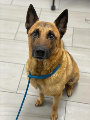 Could Sarge be the perfect addition to your family? Courtesy photo