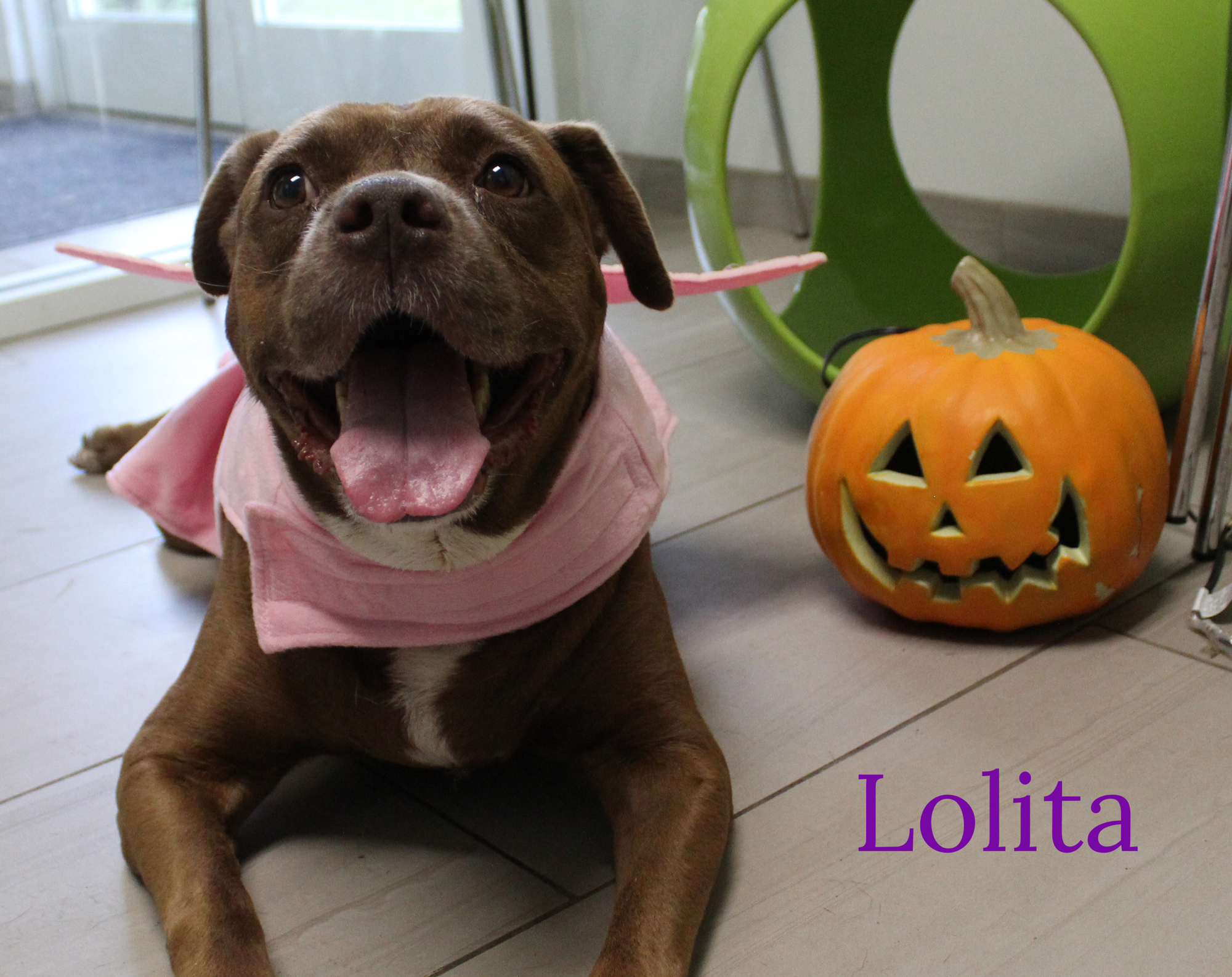 Lolita is ready to find her forever home. Courtesy photo