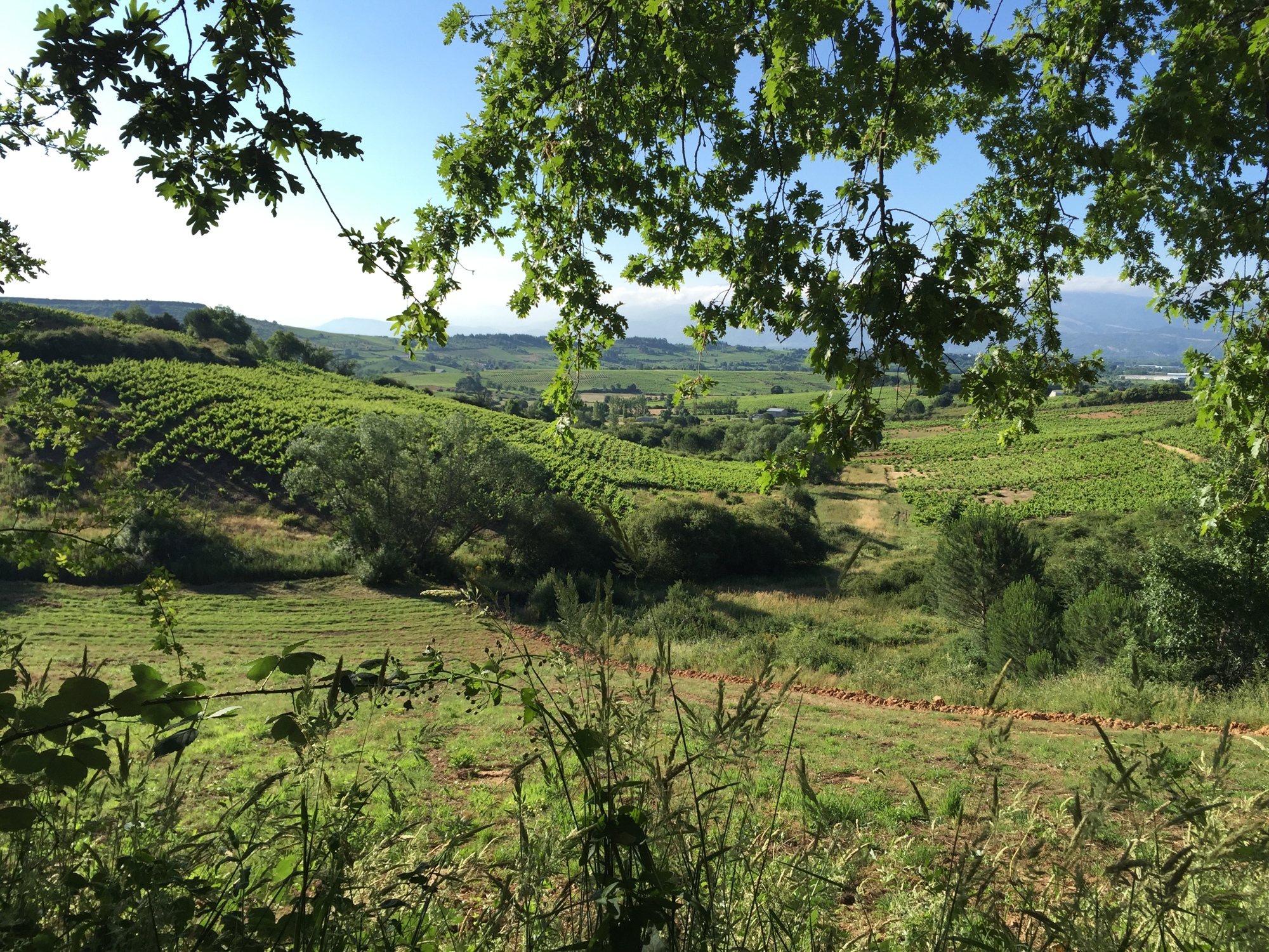 Courtesy. A vineyard view seen during Eleni Sokos' hike in Spain. 