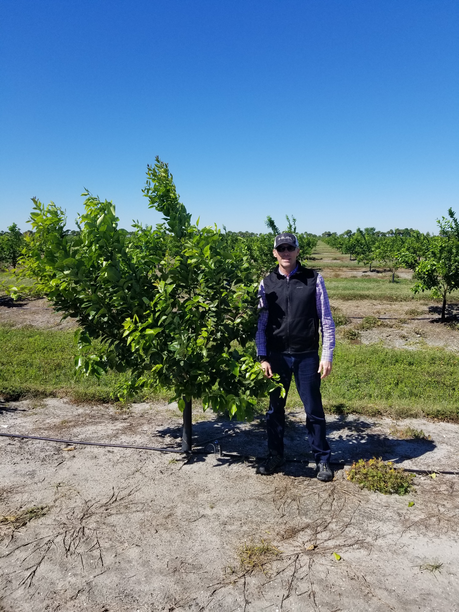 Courtesy. Fran Becker at one of Peace River Citrus Products' new lemon groves in St. Lucie County this March. Becker says the 14-month-old tree is a great example of how well lemon plantings in Florida are doing.
