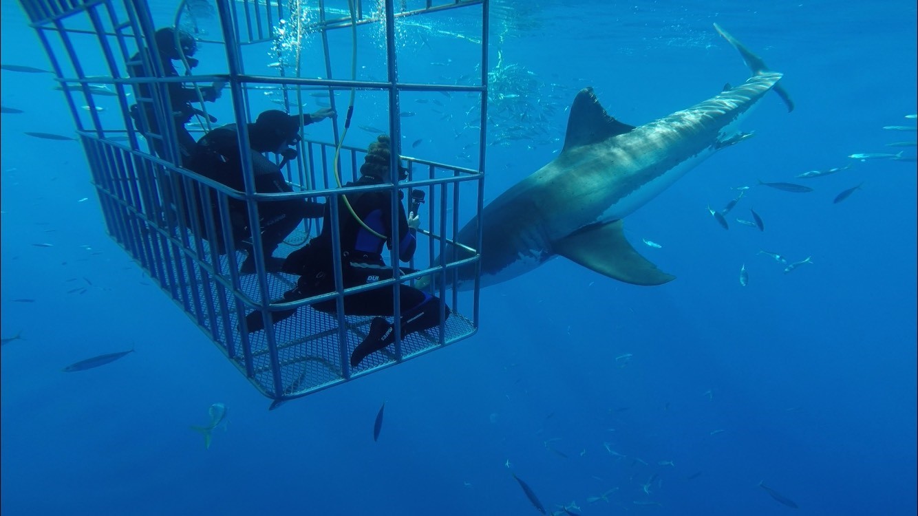Courtesy. One of Cina Welch's many adventurous vacations was  cage diving with Great White sharks at the Isle of Guadalupe.