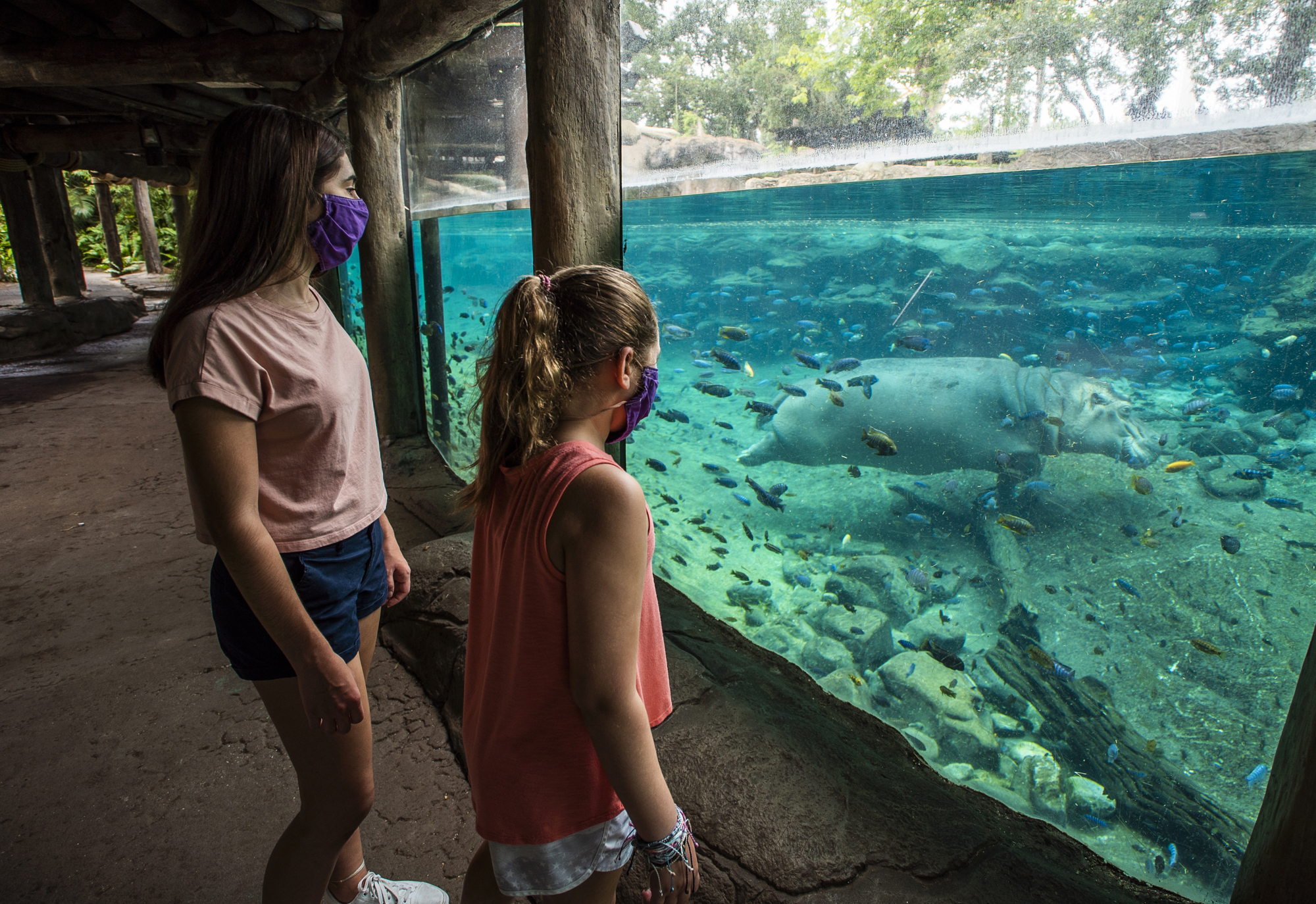 Courtesy. Guests are required to wear masks and follow social-distancing guidelines at Busch Gardens Tampa Bay's animal habitats.