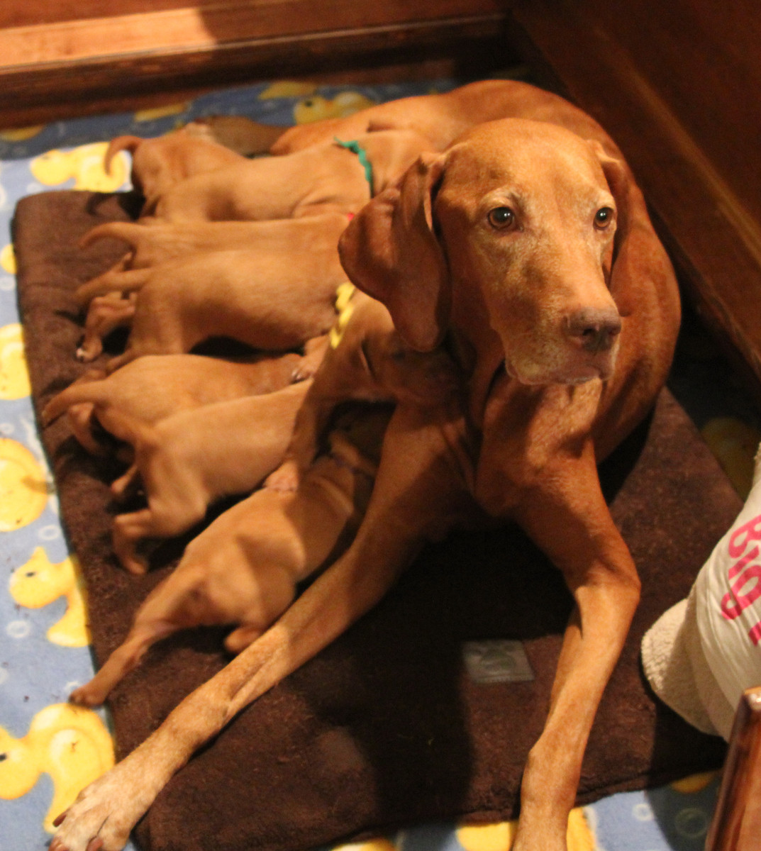 Courtesy. Jennifer Fowler-Hermes and her husband have also bred Vizslas. In 2007, their first litter included 11 puppies. 