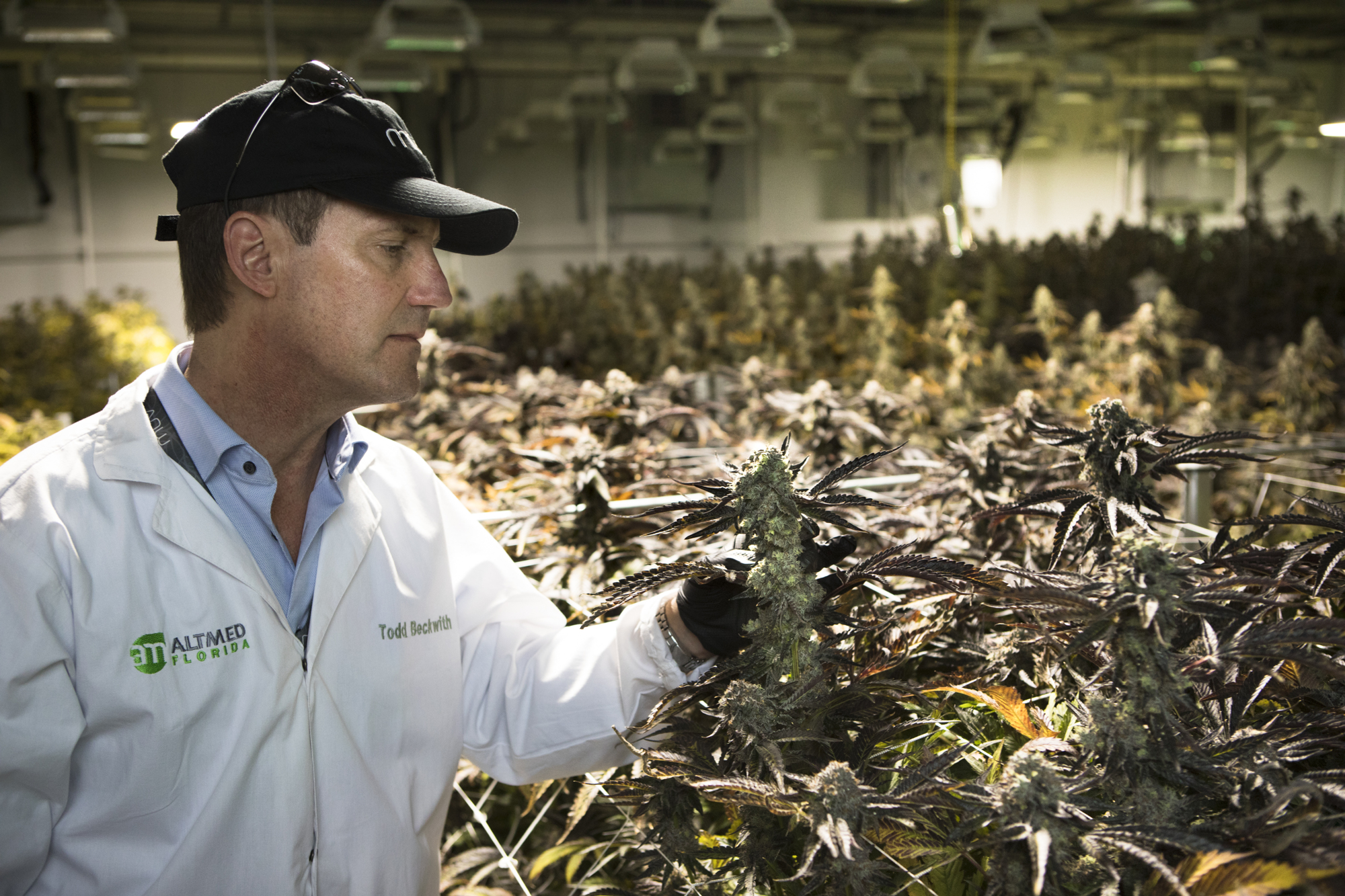 Courtesy. Todd Beckwith with AltMed examines plants at the company’s facility in Hillsborough County.