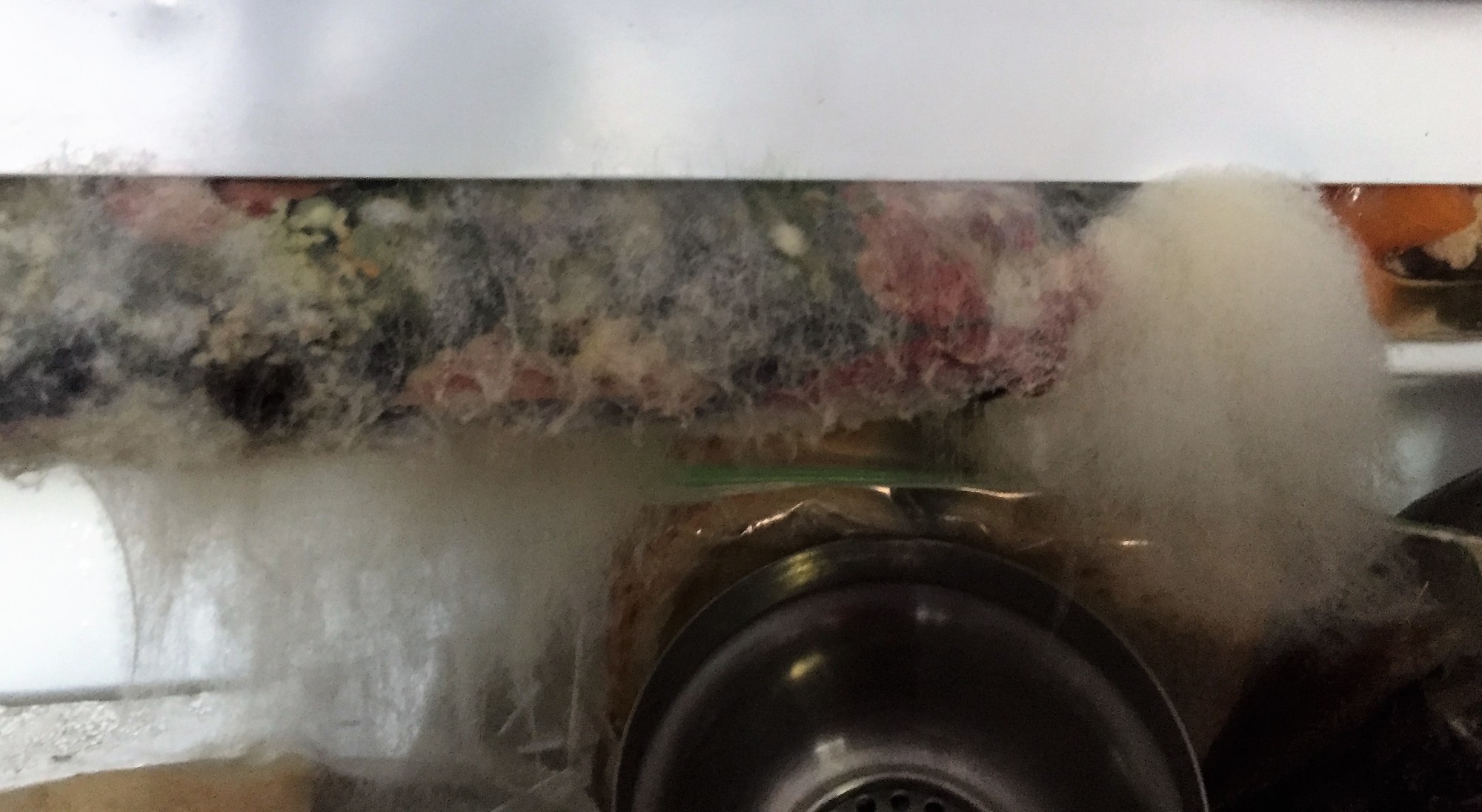 Fuzzy, gray mold grows on the refrigerator inside Arnold’s home in the St. Nicholas area.