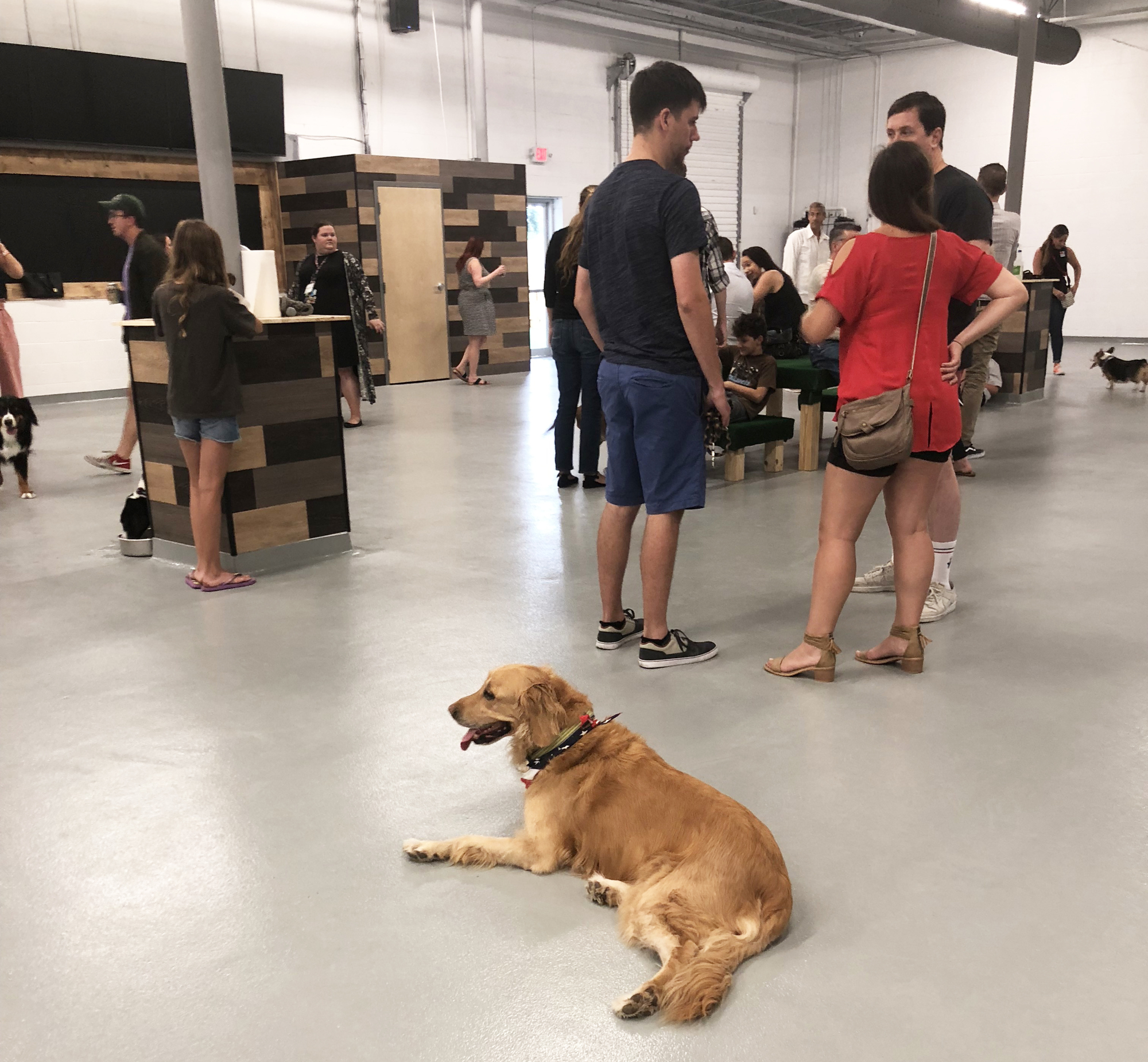 The indoor dog park at Kanine Social offers a space where pets and their owners can mingle even if it’s raining.