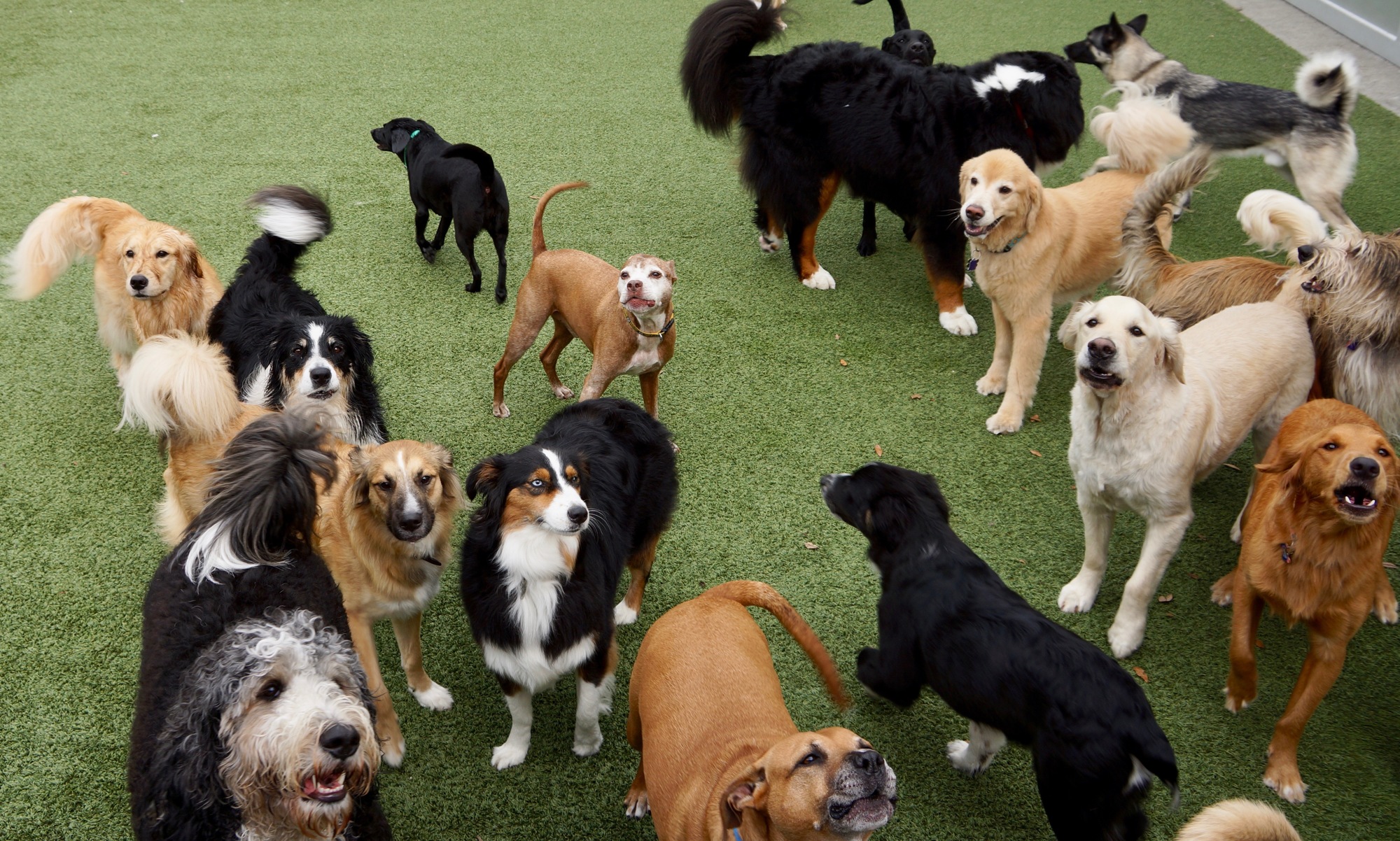 Daycare dogs gather in the outdoor play area.