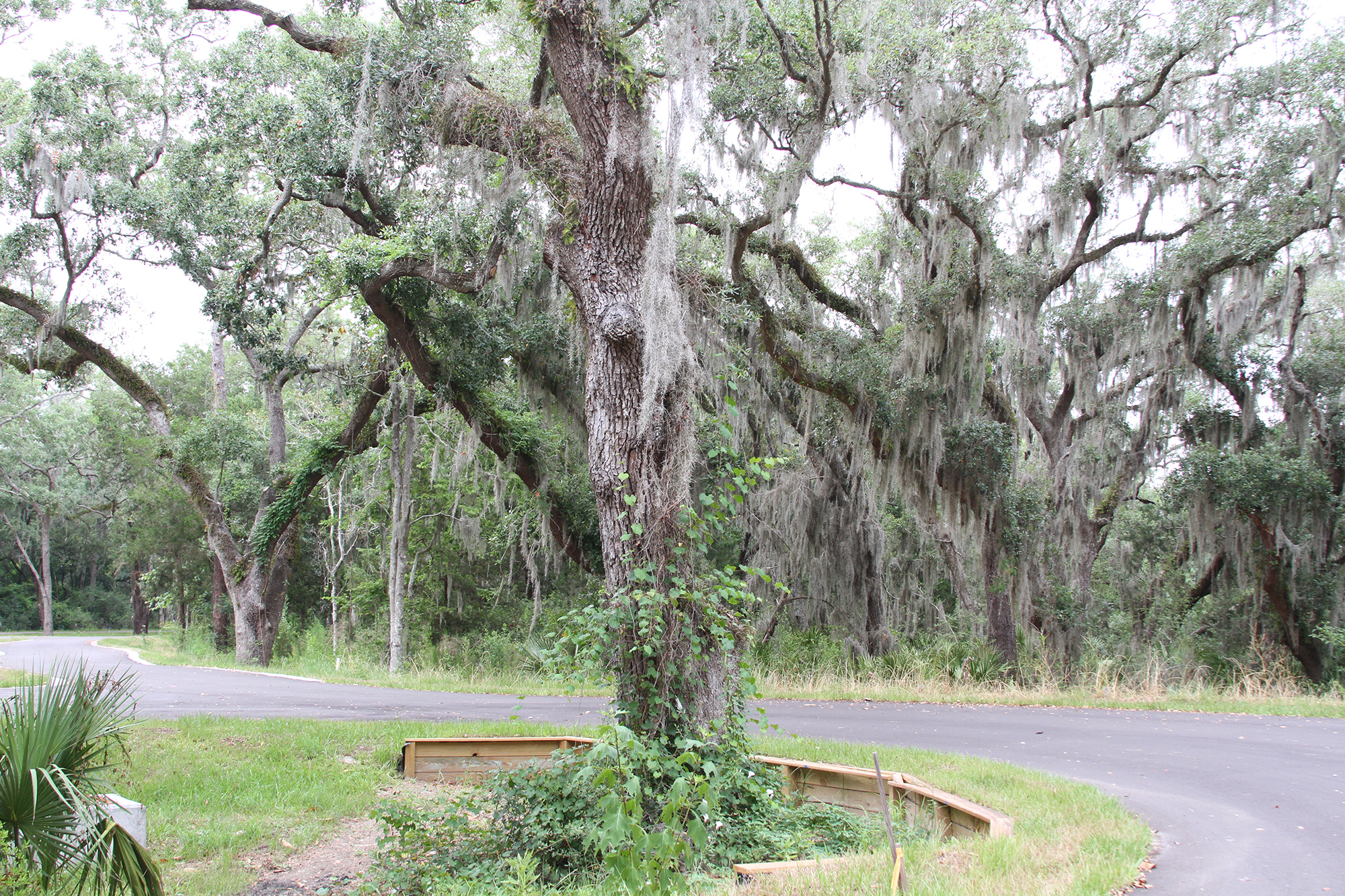 The roads on Crane Island wind around oak trees that dot the property. The island is between the Intracoastal Waterway and Fernandina Beach Municipal Airport in Nassau County. (Photo by Maggie FitzRoy)