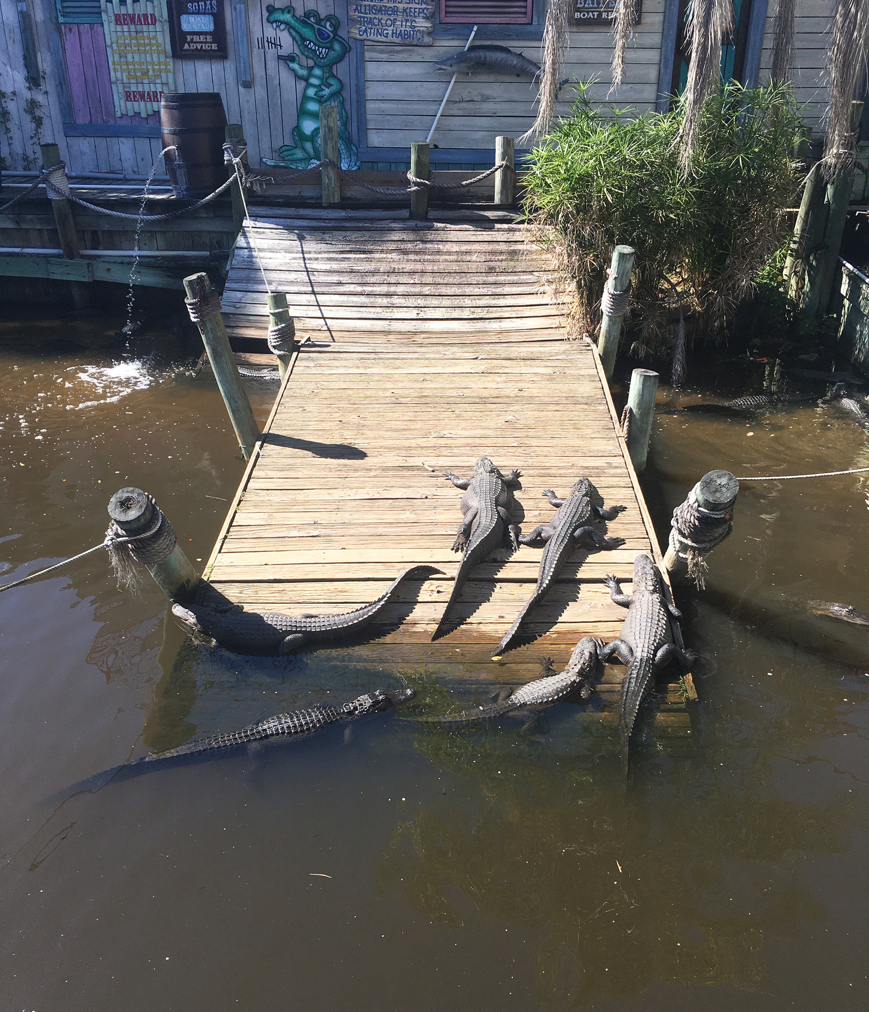 When Adventure Landing closes, the 22 alligators that swim in the moat will be taken by Gator Encounter.