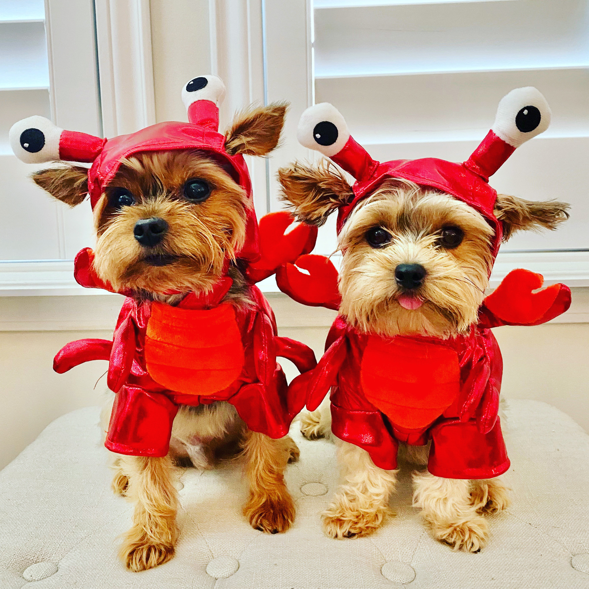 Third place went to Bailey and Lilly, the “Little Lobstahs” owned by Melissa Pennington.