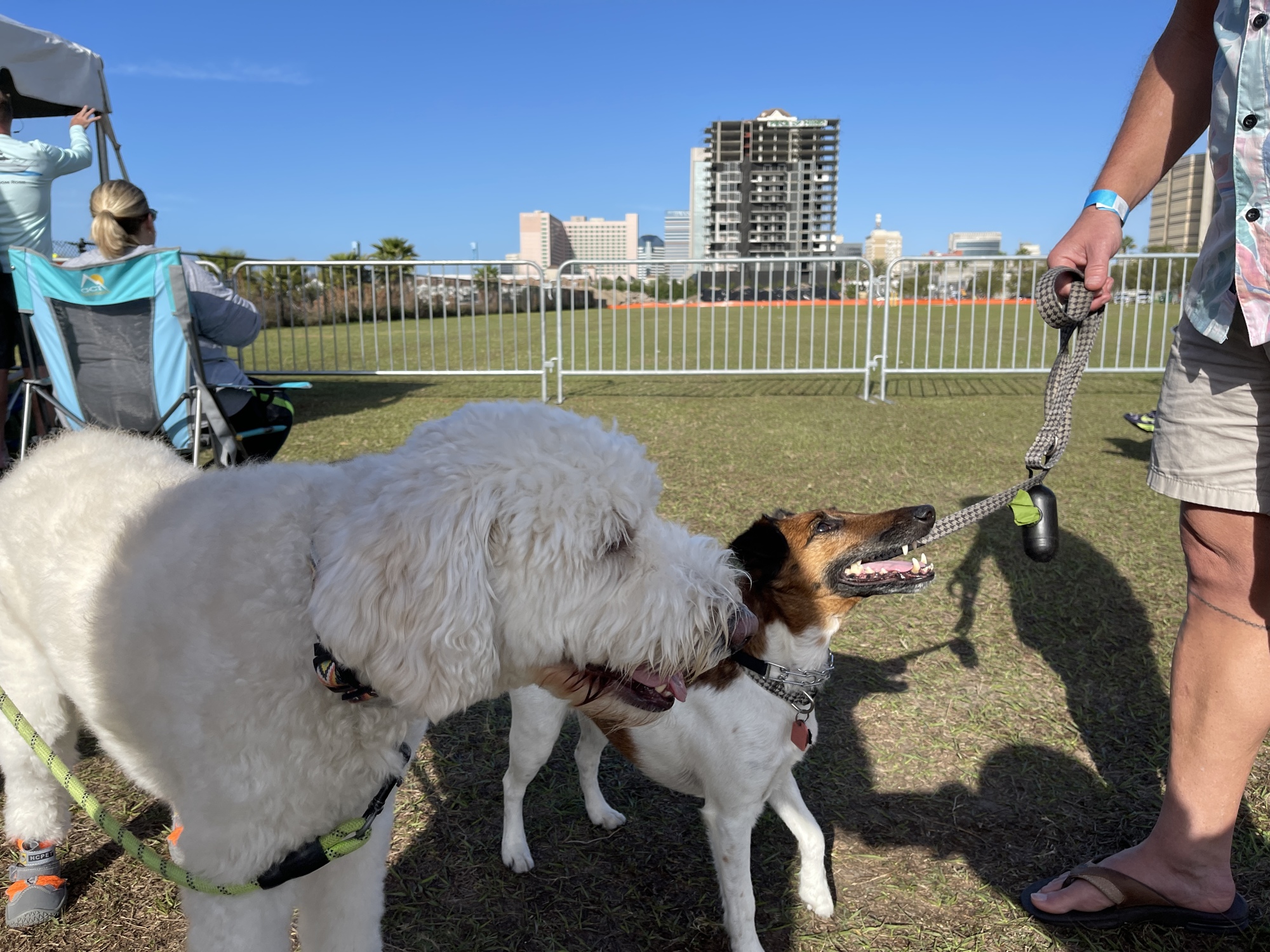 Some residents of The Plaza Condominium brought their pets to watch the implosion.