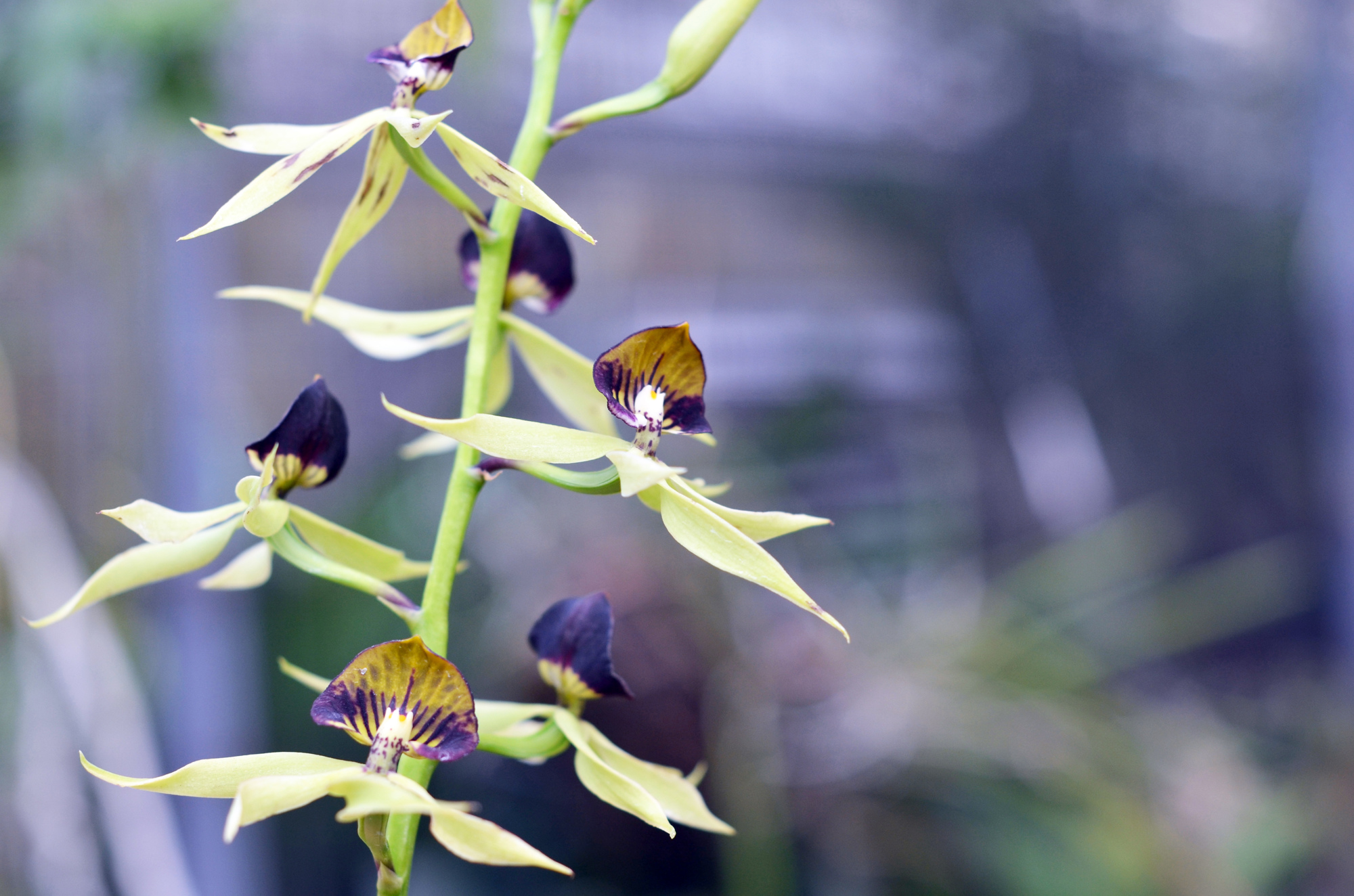 Clamshell orchid — a Florida native plant, with the lip petal facing upwards.